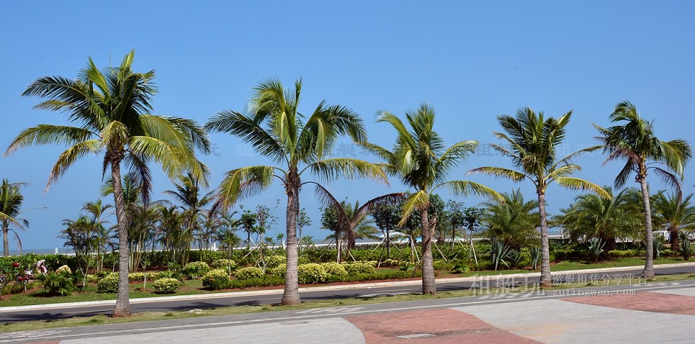 新埠島國(guó)際游艇碼頭→白沙門(mén)公園→世紀(jì)大橋→萬(wàn)綠園→秀英港→西海岸會(huì)展中心 新埠島國(guó)際游艇碼頭→白沙門(mén)公園→世紀(jì)大橋→萬(wàn)綠園→秀英港→西海岸會(huì)展中心